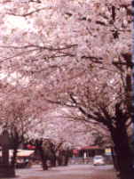 ���V�l�����̍�