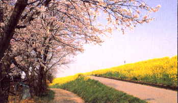 �̂ǂ��ȗ�����̓y��